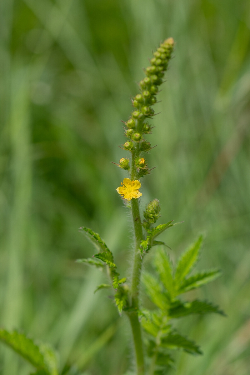 David Plant Photography - Wildlife Photography - Agrimony - C.jpg - Common agrimony, Agrimonia eupatoria - Gloucestershire