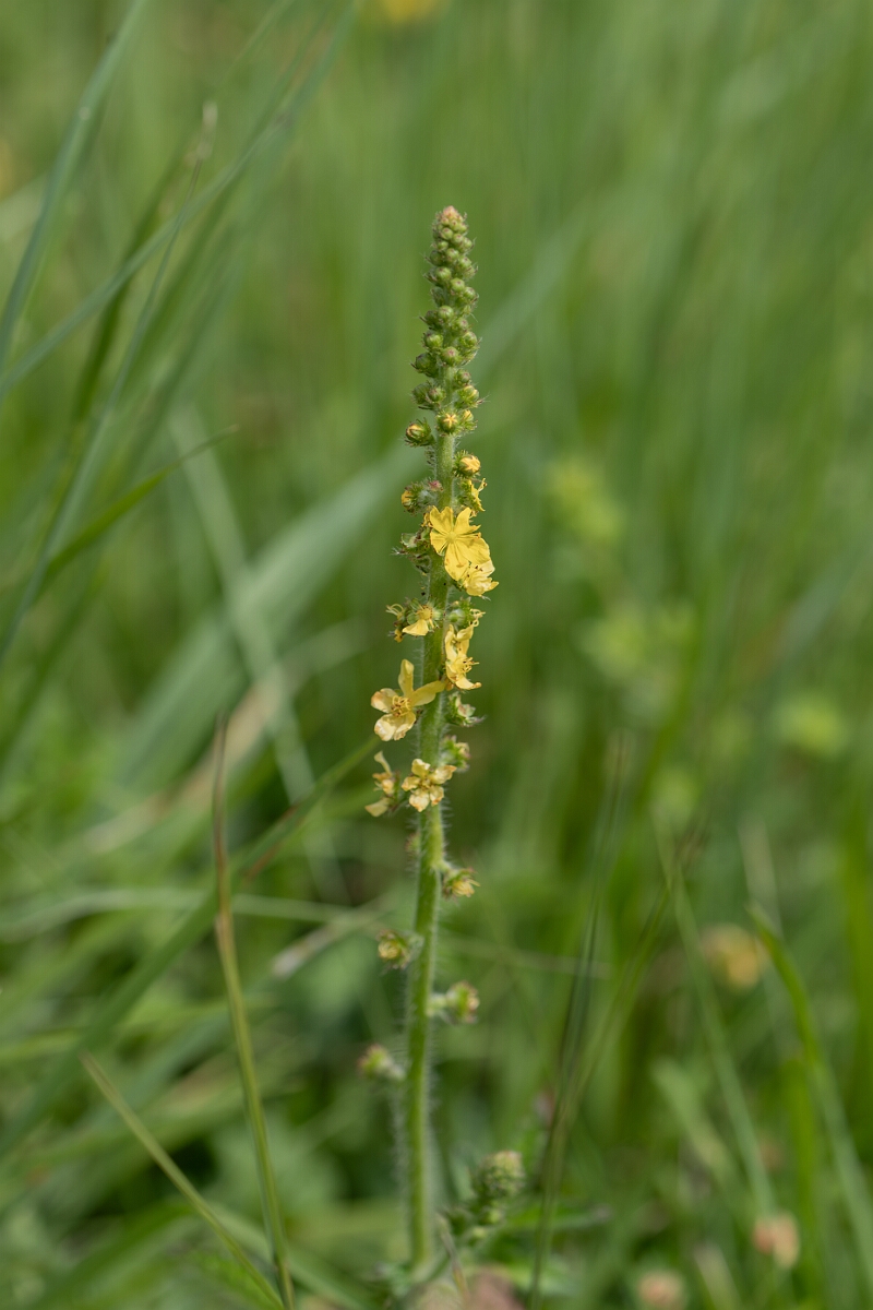 David Plant Photography - Wildlife Photography - Agrimony - D.jpg - Common agrimony, Agrimonia eupatoria - Gloucestershire