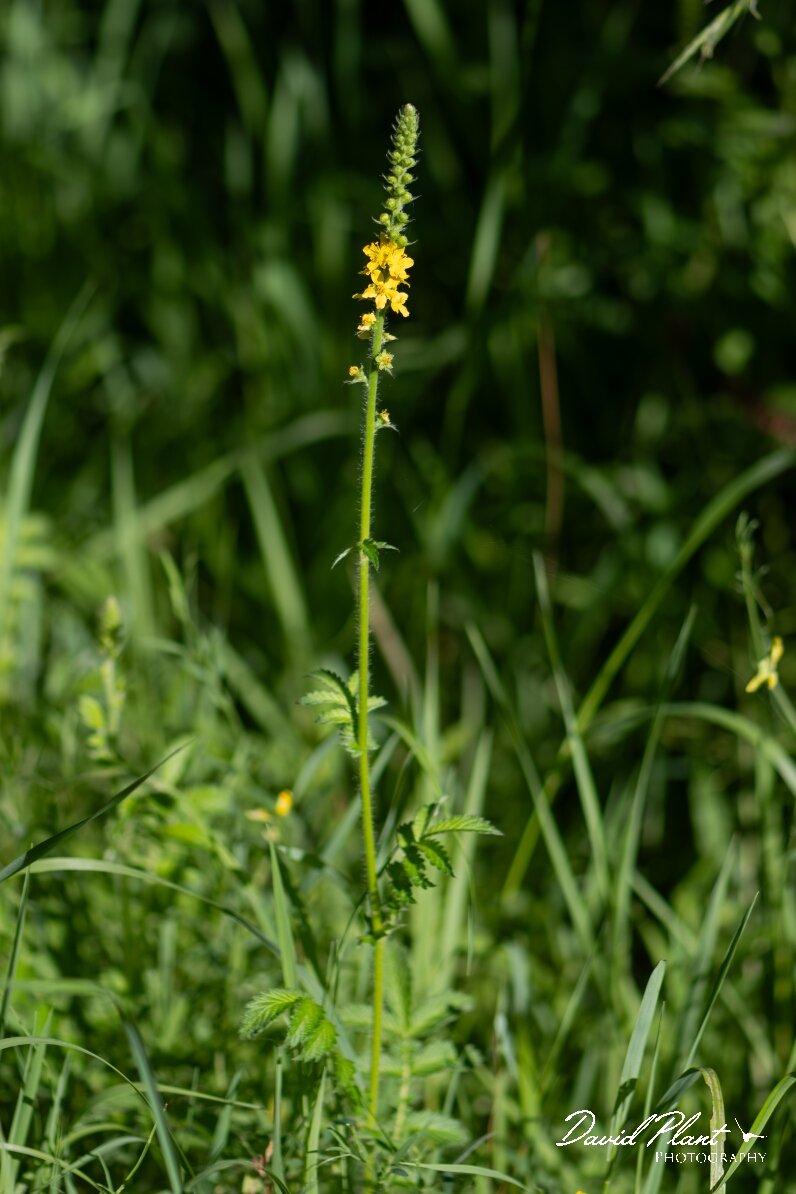 David Plant Photography - Wildlife Photography - Agrimony - E.jpg - Agrimony, Agrimonia eupatoria - North Somerset