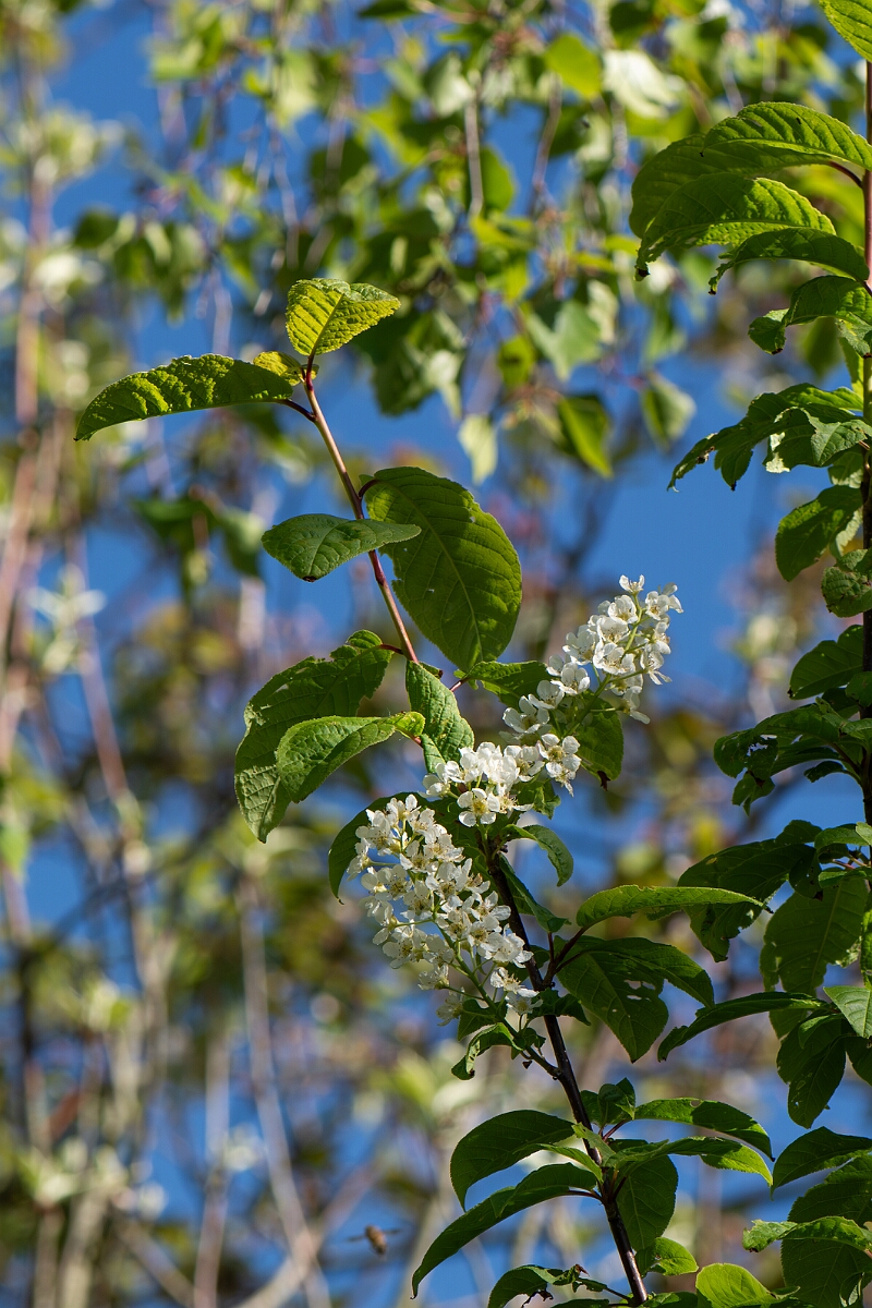 David Plant Photography - Wildlife Photography - Bird cherry - E.jpg - Bird cherry, flowers - Cotswolds