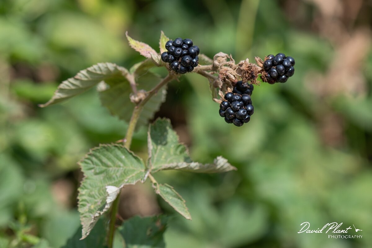 David Plant Photography - Wildlife Photography - Bramble - B.jpg - Bramble, Rubus fruiticosus agg. - Somerset