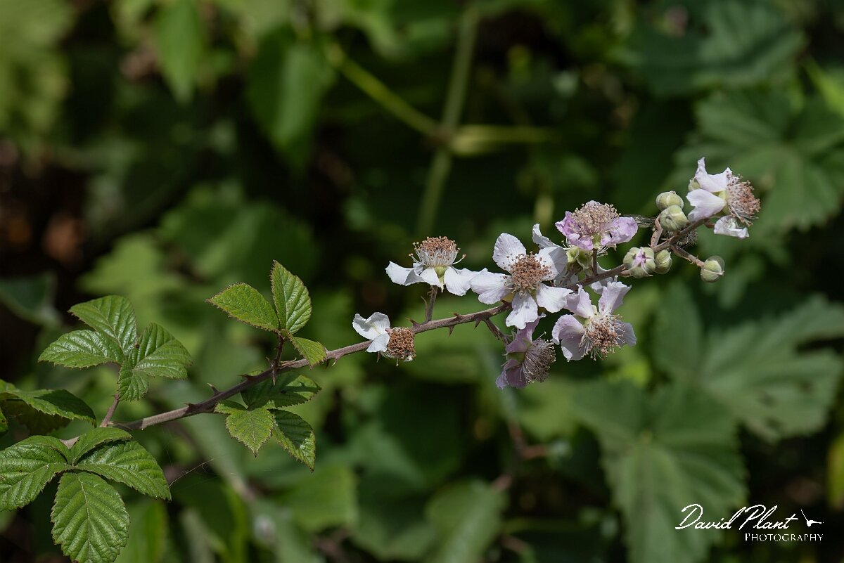 David Plant Photography - Wildlife Photography - Bramble - C.jpg - Bramble, Rubus fruiticosus agg. - Somerset