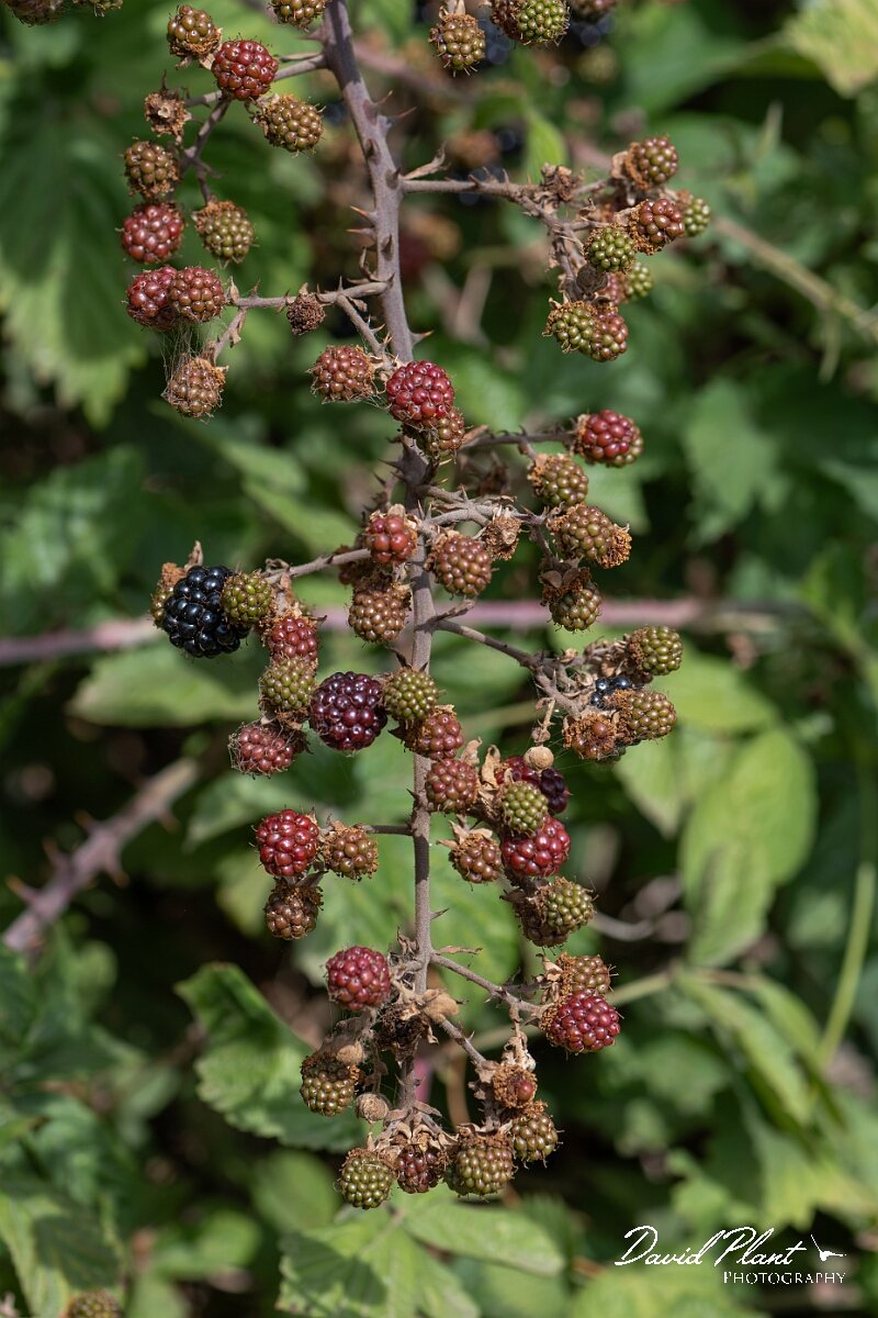 David Plant Photography - Wildlife Photography - Bramble - D.jpg - Bramble, Rubus fruiticosus agg. - Somerset