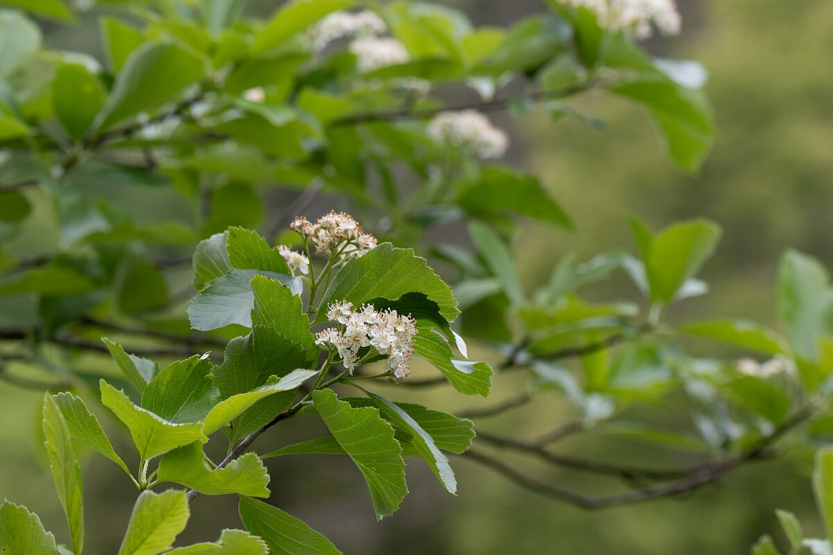 David Plant Photography - Wildlife Photography - Bristol whitebeam, Sorbus bristoliensis - A.jpg - Bristol whitebeam, Sorbus bristoliensis - Avon