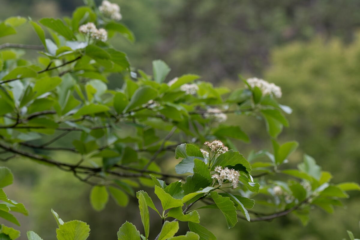 David Plant Photography - Wildlife Photography - Bristol whitebeam, Sorbus bristoliensis - B.jpg - Bristol whitebeam, Sorbus bristoliensis - Avon