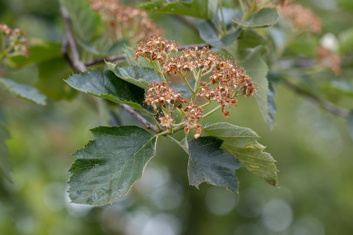 David Plant Photography - Wildlife Photography - Broad-leaved whitebeam - A.jpg - Broad-leabed whitebeam, Sorbus latifolia - North Somerset