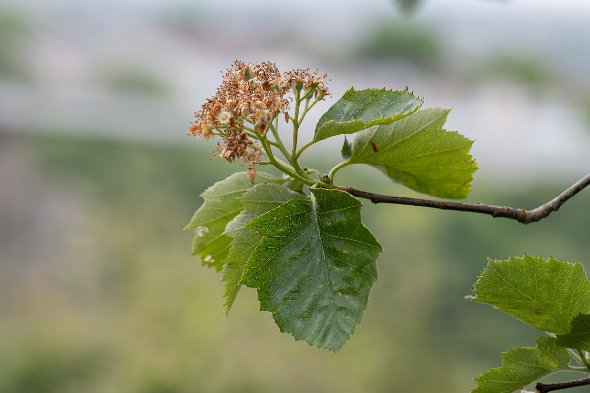 David Plant Photography - Wildlife Photography - Broad-leaved whitebeam - B.jpg - Broad-leabed whitebeam, Sorbus latifolia - North Somerset