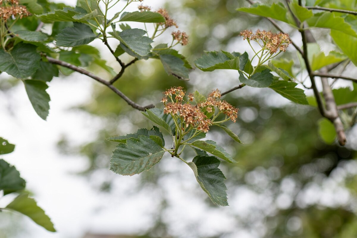 David Plant Photography - Wildlife Photography - Broad-leaved whitebeam - C.jpg - Broad-leabed whitebeam, Sorbus latifolia - North Somerset