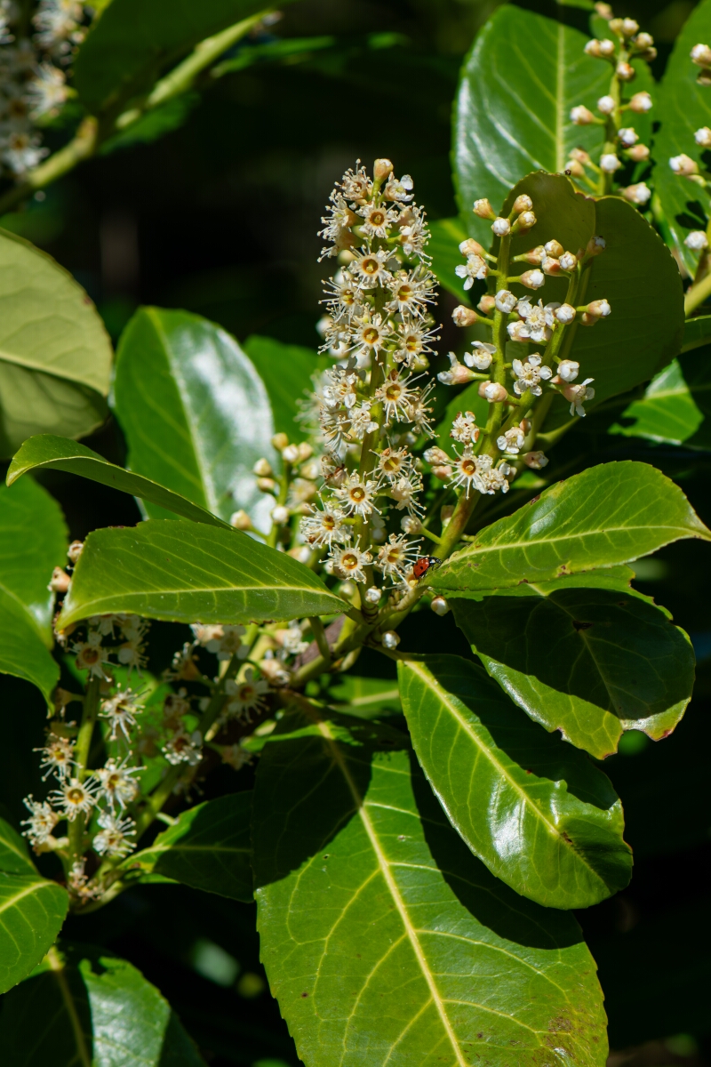 David Plant Photography - Wildlife Photography - Cherry laurel - A.jpg - Cherry laurel, flowers - Cotswolds