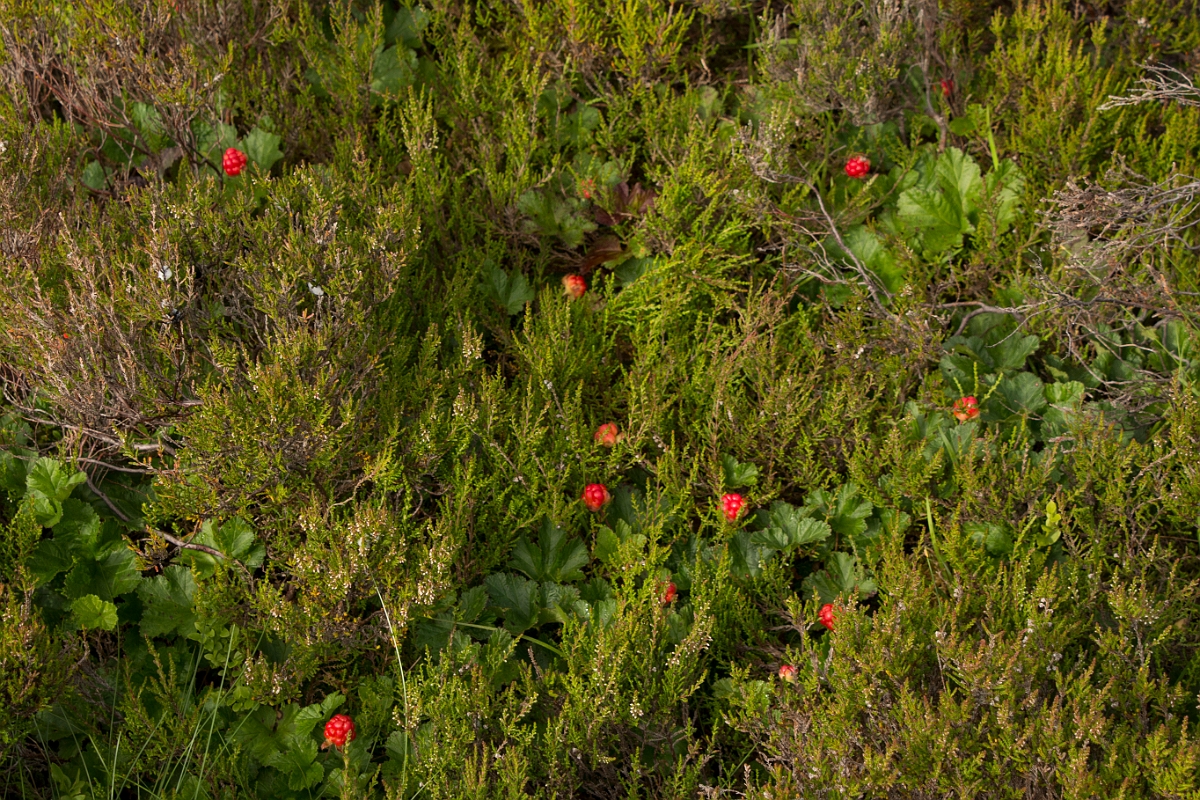 David Plant Photography - Wildlife Photography - Cloudberry - B.jpg - Cloudberry - Dumfries and Galloway