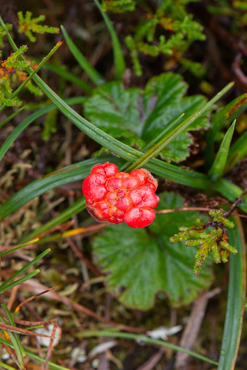David Plant Photography - Wildlife Photography - Cloudberry - D.JPG - Cloudberry, fruit - Cairngorms