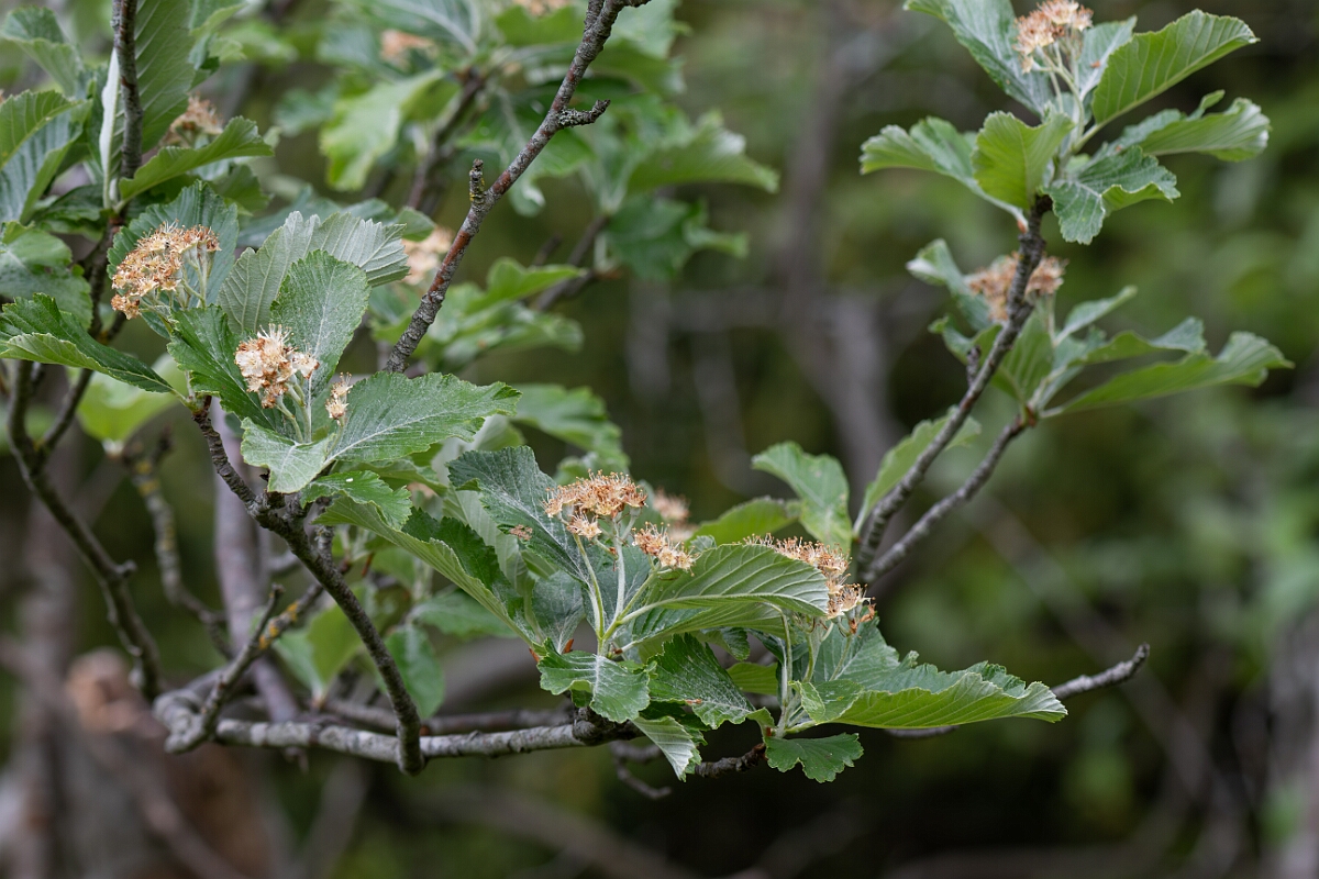 David Plant Photography - Wildlife Photography - Common whitebeam - D.jpg - Common whitebeam, Sorbus aria - Avon