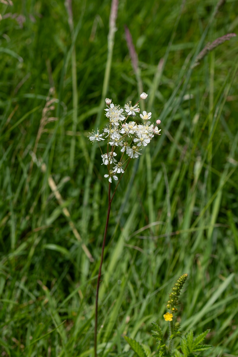 David Plant Photography - Wildlife Photography - Dropwort - D.jpg - Dropwort, Filipendula vulgaris - Gloucestershire
