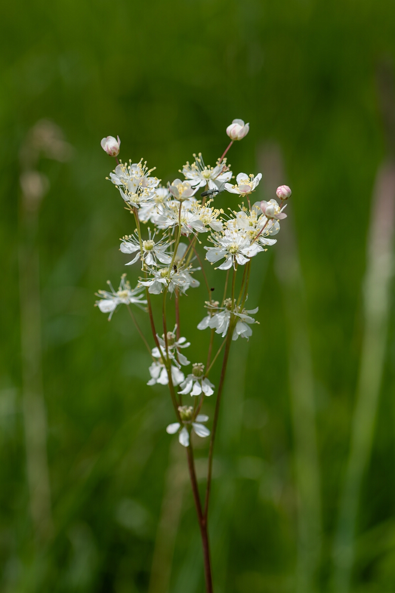 David Plant Photography - Wildlife Photography - Dropwort - E.jpg - Dropwort, Filipendula vulgaris - Gloucestershire