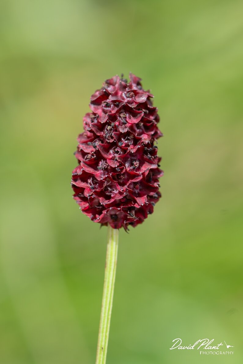 David Plant Photography - Wildlife Photography - Great burnet - A.jpg - Great burnet, Sanguisorba officinalis - Gloucestershire