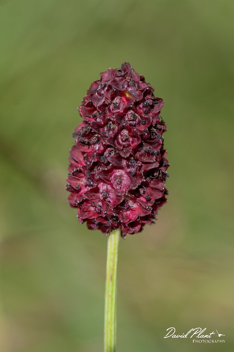 David Plant Photography - Wildlife Photography - Great burnet - B.jpg - Great burnet, Sanguisorba officinalis - Gloucestershire