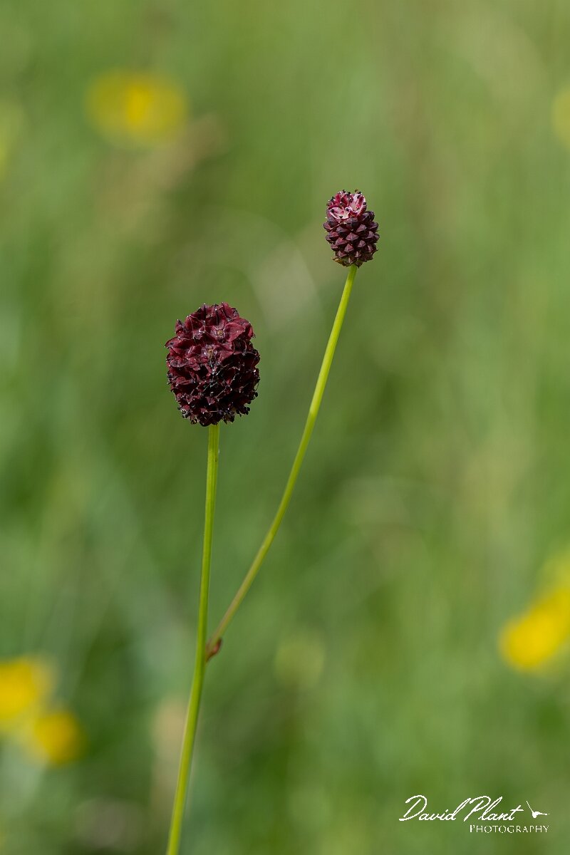 David Plant Photography - Wildlife Photography - Great burnet - C.jpg - Great burnet, Sanguisorba officinalis - Gloucestershire