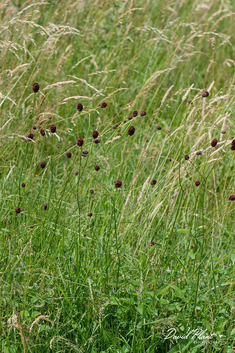 David Plant Photography - Wildlife Photography - Great burnet - E.jpg - Great burnet, Sanguisorba officinalis - Gloucestershire
