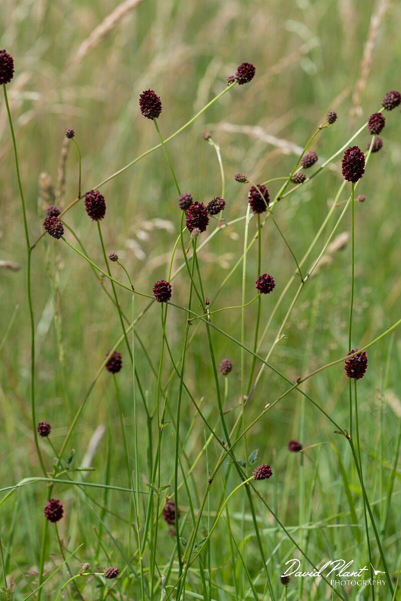 David Plant Photography - Wildlife Photography - Great burnet - F.jpg - Great burnet, Sanguisorba officinalis - Gloucestershire