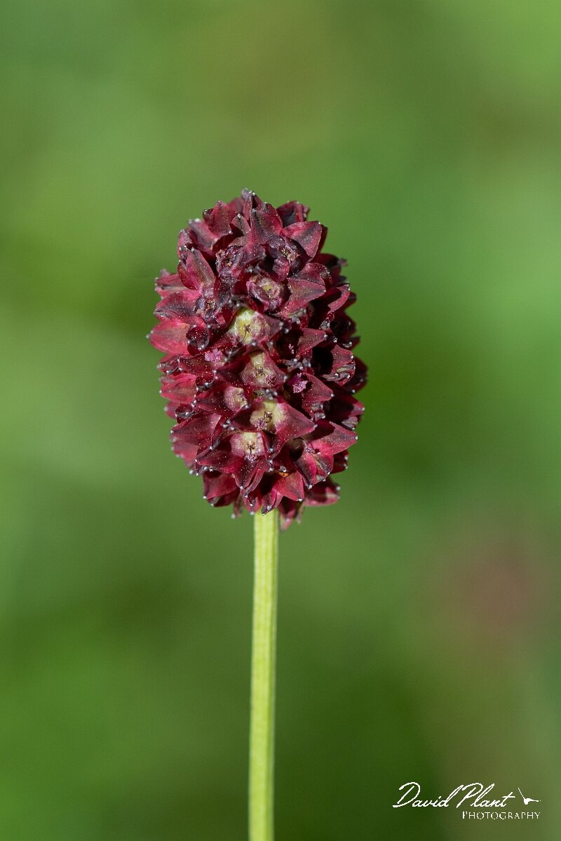 David Plant Photography - Wildlife Photography - Great burnet - G.jpg - Great burnet, Sanguisorba officinalis - Gloucestershire
