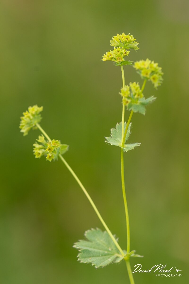 David Plant Photography - Wildlife Photography - Hairy ladys-mantle - F.jpg - Hairy ladys-mantle, Alchemilla filicaulis subsp. vestita - Gloucestershire