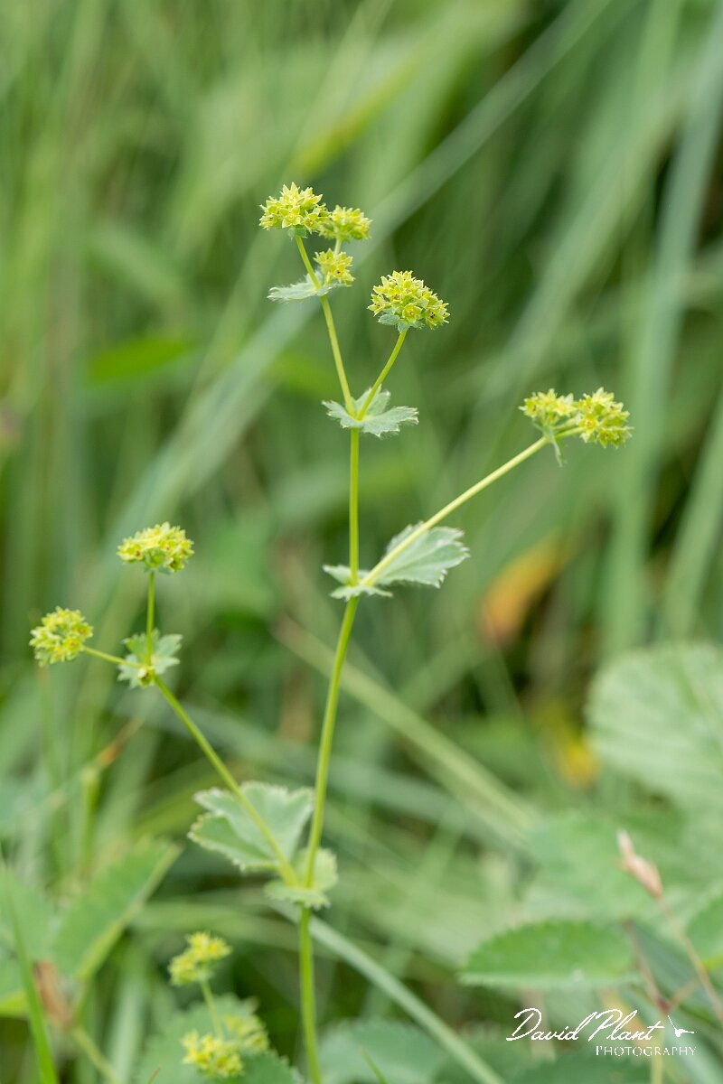 David Plant Photography - Wildlife Photography - Hairy ladys-mantle - H.jpg - Hairy ladys-mantle, Alchemilla filicaulis subsp. vestita - Gloucestershire