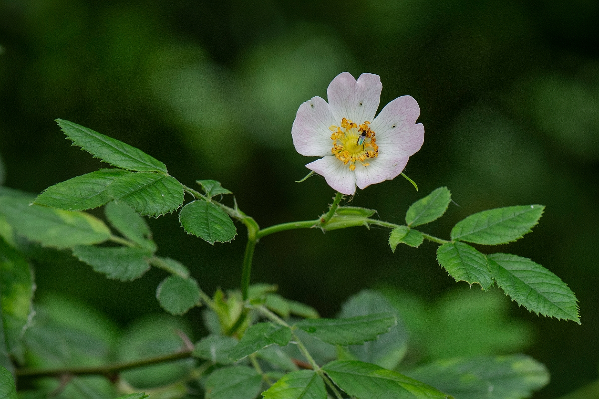 David Plant Photography - Wildlife Photography - Harsh downy-rose, Rose tomentosa - C.JPG - Harsh downy-rose, Rose tomentosa - Norfolk