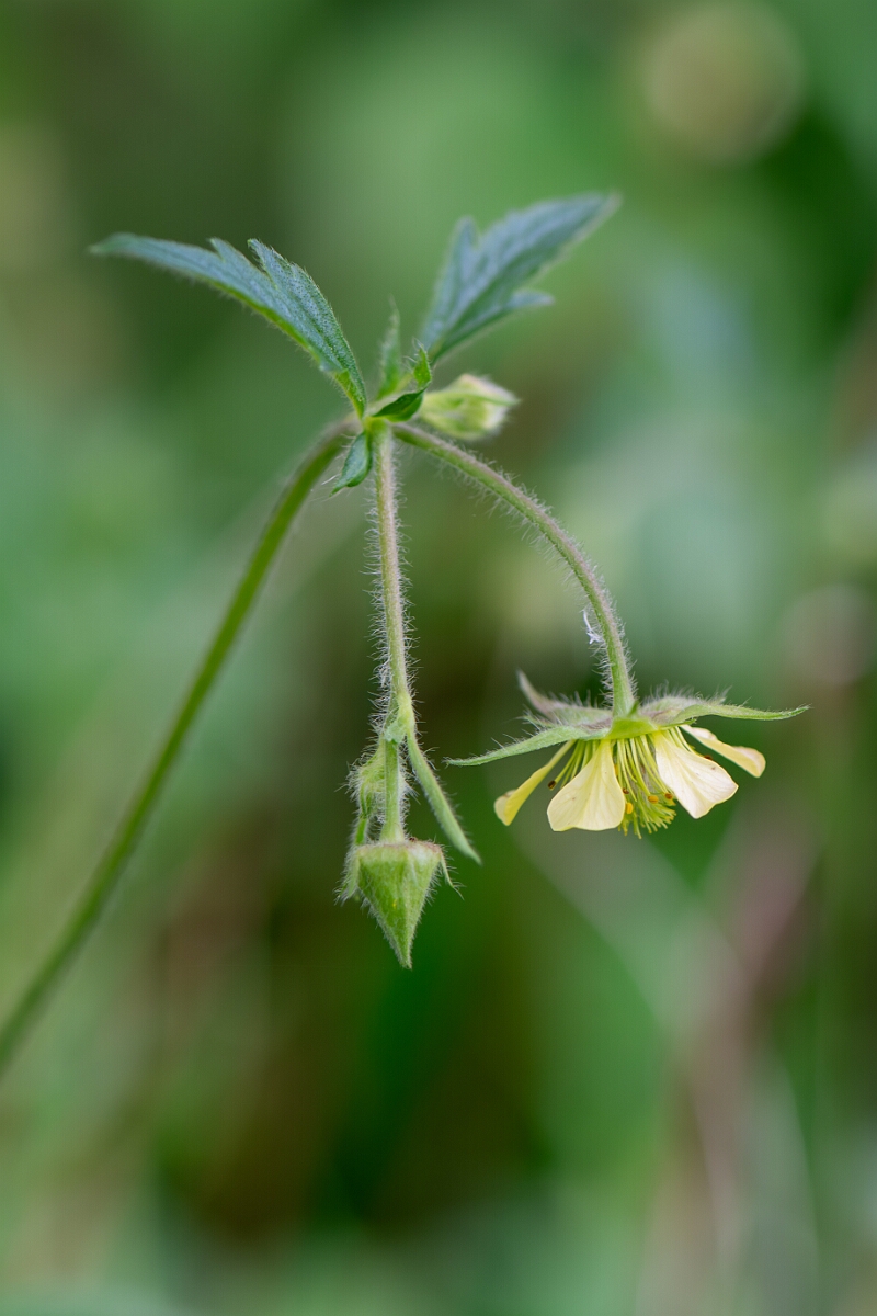 David Plant Photography - Wildlife Photography - Hybrid avens, Geum x intermedium - A.jpg - Hybrid avens, Geum x intermedium - Cotswolds