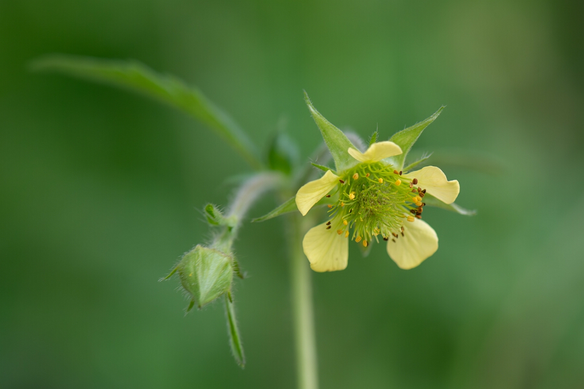 David Plant Photography - Wildlife Photography - Hybrid avens, Geum x intermedium - B.jpg - Hybrid avens, Geum x intermedium - Cotswolds