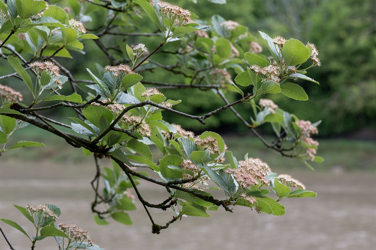 David Plant Photography - Wildlife Photography - Leigh Woods whitebeam - B.jpg - Leigh Woods whitebeam, Sorbus leighensis - North Somerset