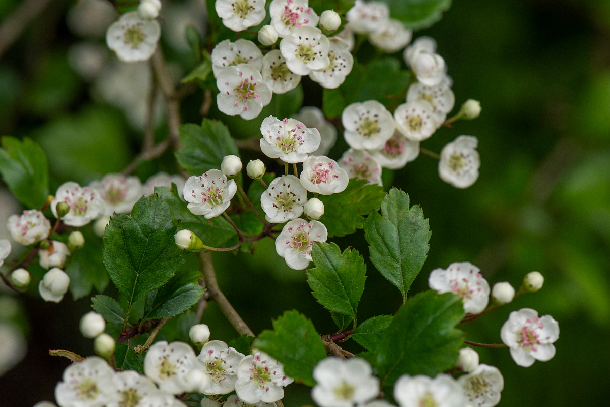 David Plant Photography - Wildlife Photography - Midland hawthorn - A.JPG - Midland hawthorn flowers - Bedfordshire