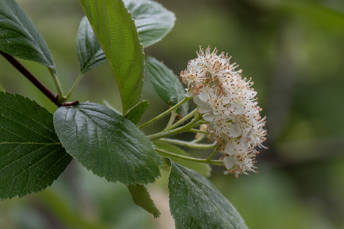 David Plant Photography - Wildlife Photography - Round-leaved whitebeam, Sorbus eminens - A.jpg - Round-leaved whitebeam, Sorbus eminens - Avon