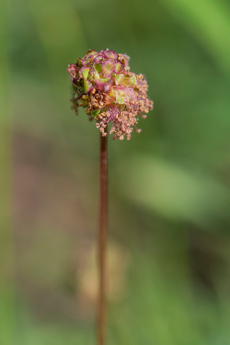 David Plant Photography - Wildlife Photography - Salad burnet - B.JPG - Salad burnet - Somerset