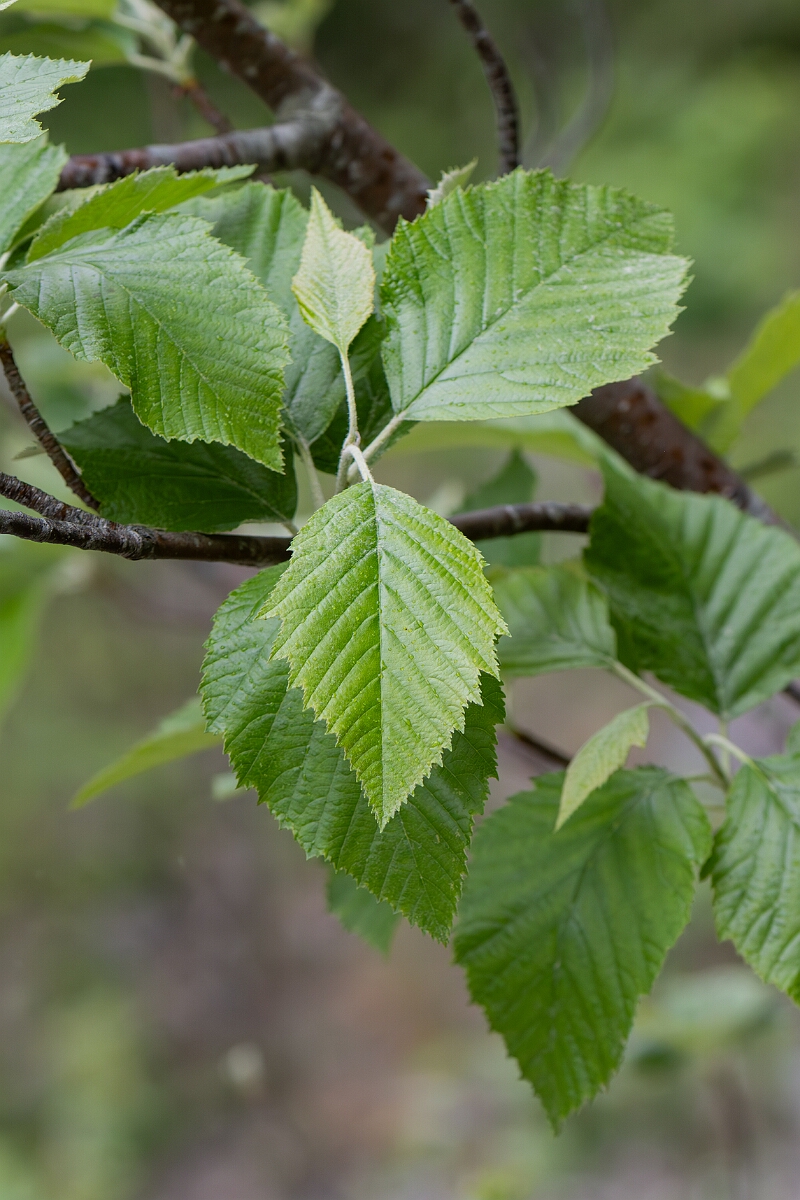 David Plant Photography - Wildlife Photography - Sharp-toothed whitebeam ,Sorbus decipiens - A.jpg - Sharp-toothed whitebeam, Sorbus decipiens - Avon
