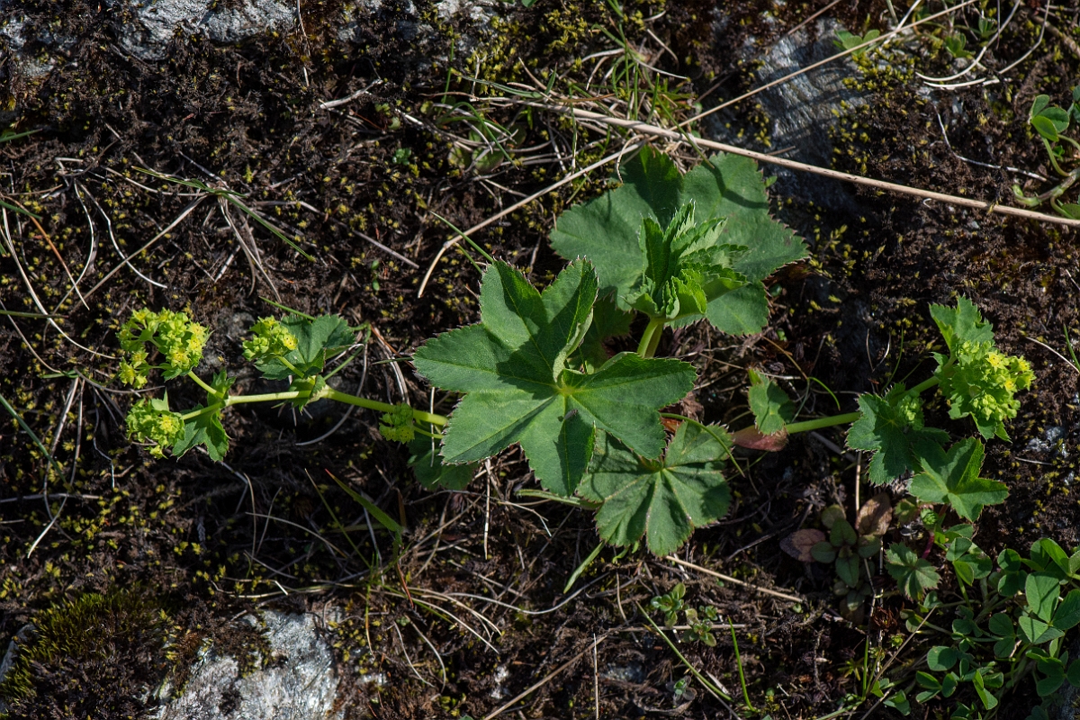 David Plant Photography - Wildlife Photography - Smooth ladys-mantle - E.JPG - Smooth ladys-mantle - Perthshire