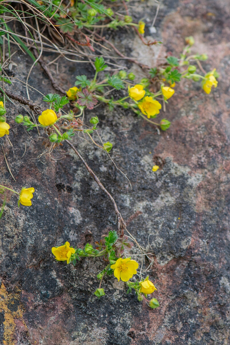 David Plant Photography - Wildlife Photography - Spring cinquefoil - C.jpg - Spring cinquefoil - Avon
