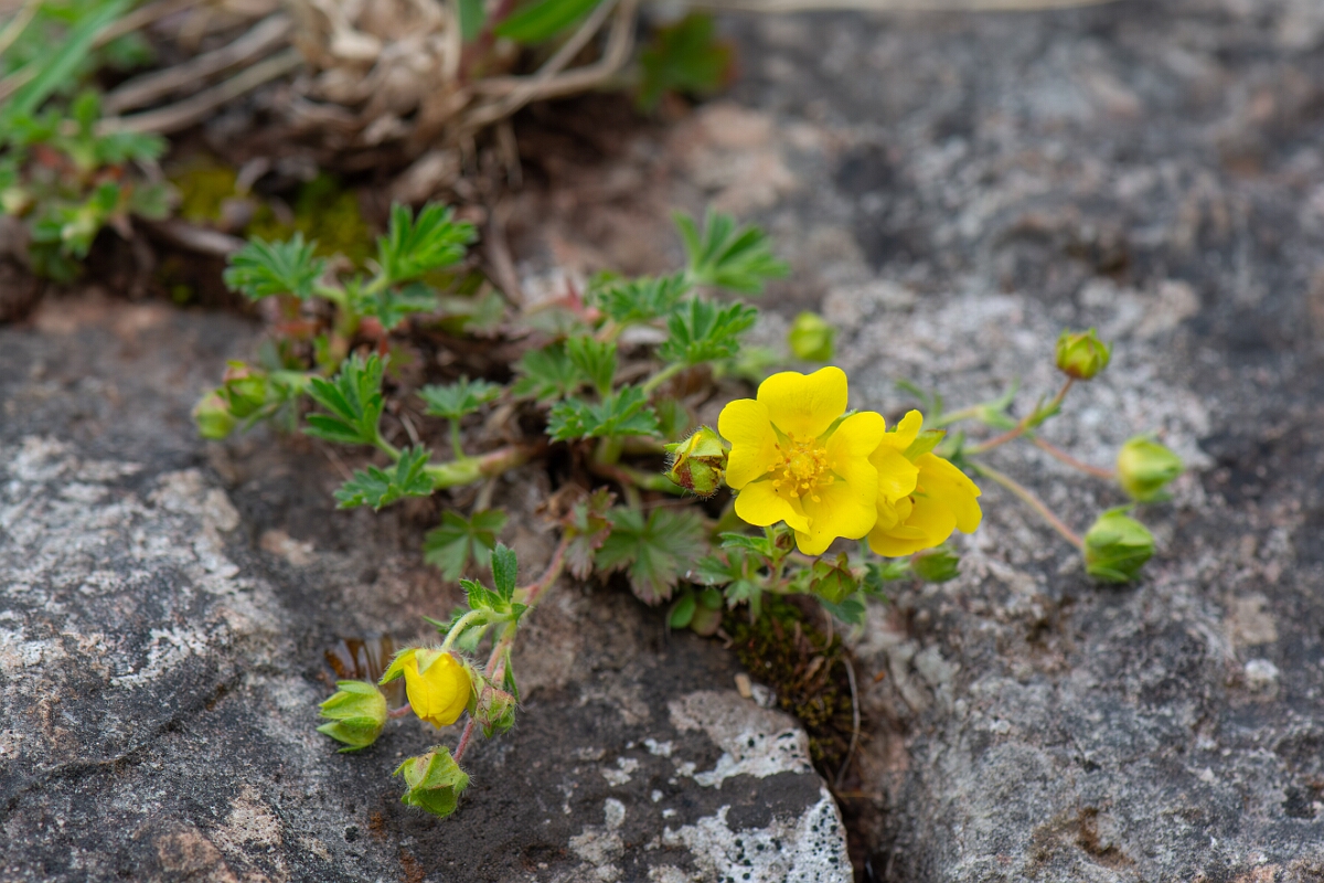 David Plant Photography - Wildlife Photography - Spring cinquefoil - D.jpg - Spring cinquefoil - Avon