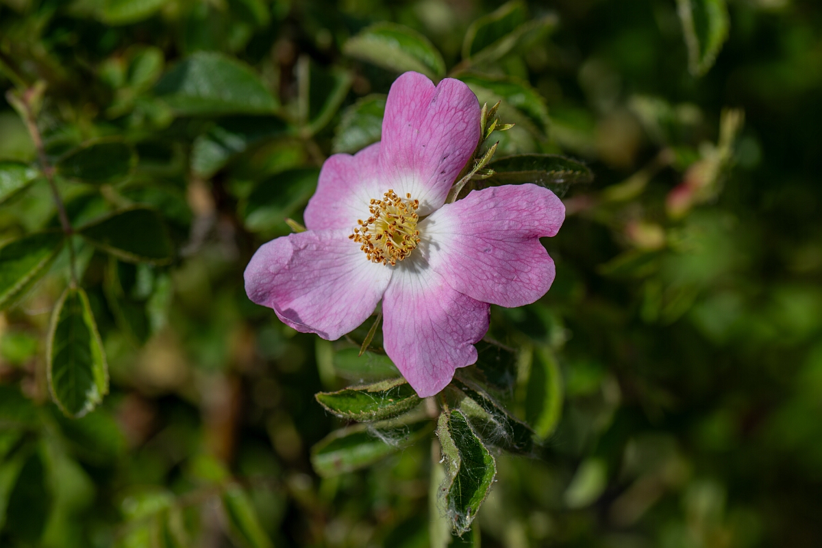 David Plant Photography - Wildlife Photography - Sweet-briar - A.jpg - Sweet-briar - Cambridgeshire