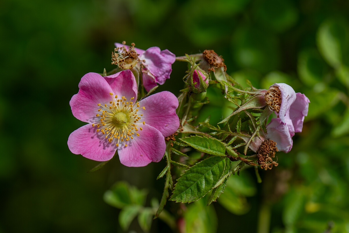 David Plant Photography - Wildlife Photography - Sweet-briar - B.jpg - Sweet-briar - Cambridgeshire