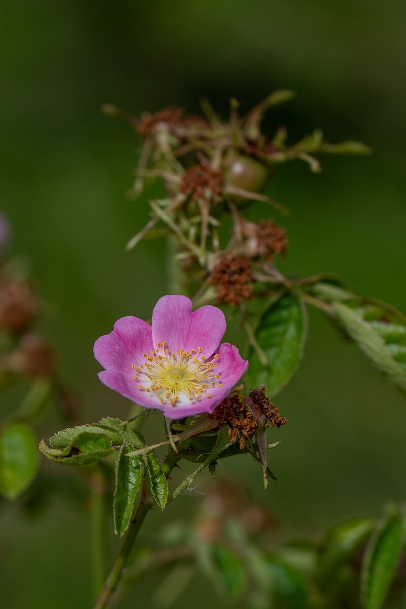 David Plant Photography - Wildlife Photography - Sweet-briar - D.jpg - Sweet-briar - Cambridgeshire