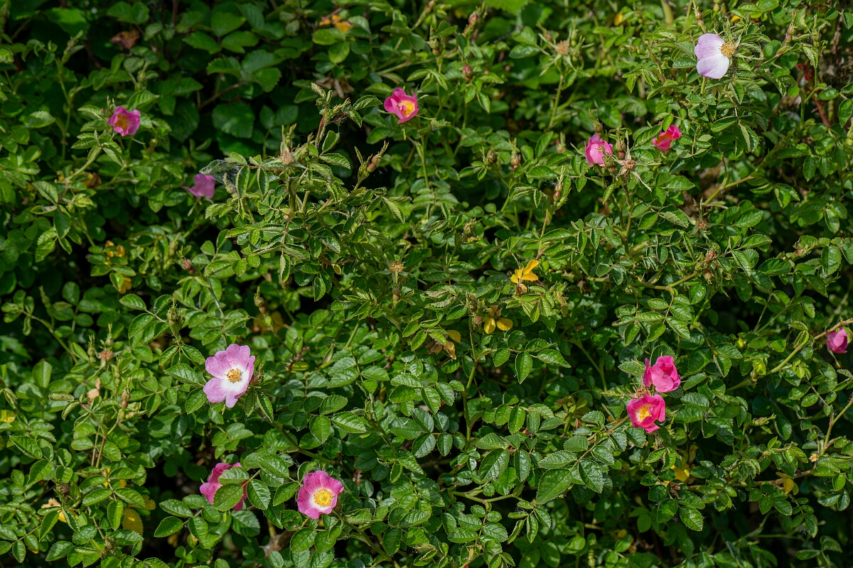 David Plant Photography - Wildlife Photography - Sweet-briar - E.jpg - Sweet-briar - Cambridgeshire