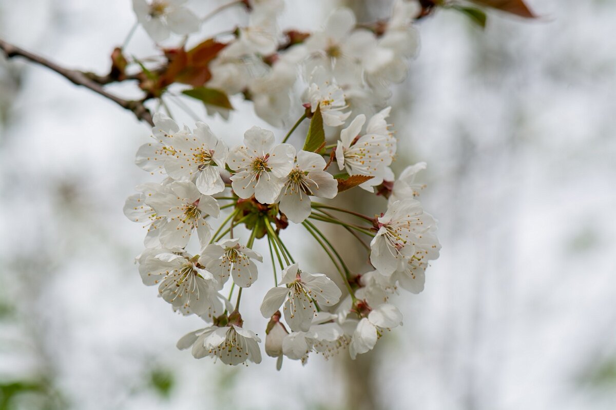 David Plant Photography - Wildlife Photography - Wild cherry - B.jpg - Wild cherry, flowers - Cotswolds
