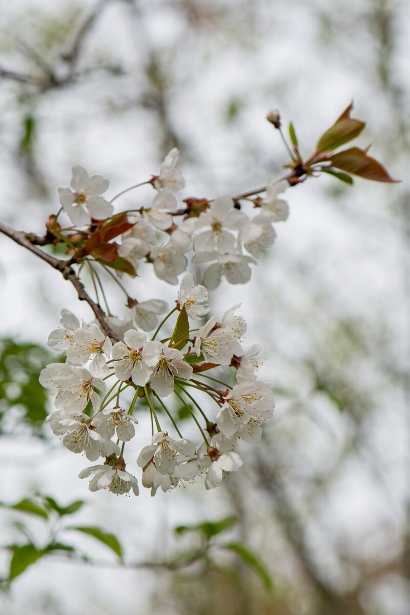 David Plant Photography - Wildlife Photography - Wild cherry - C.jpg - Wild cherry, flowers - Cotswolds