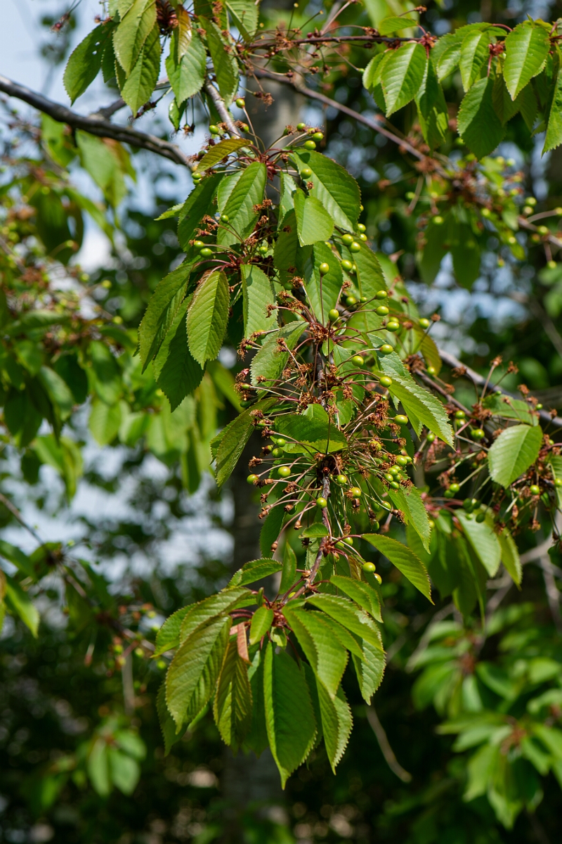 David Plant Photography - Wildlife Photography - Wild cherry - D.jpg - Wild cherry, young fruit - Cotswolds
