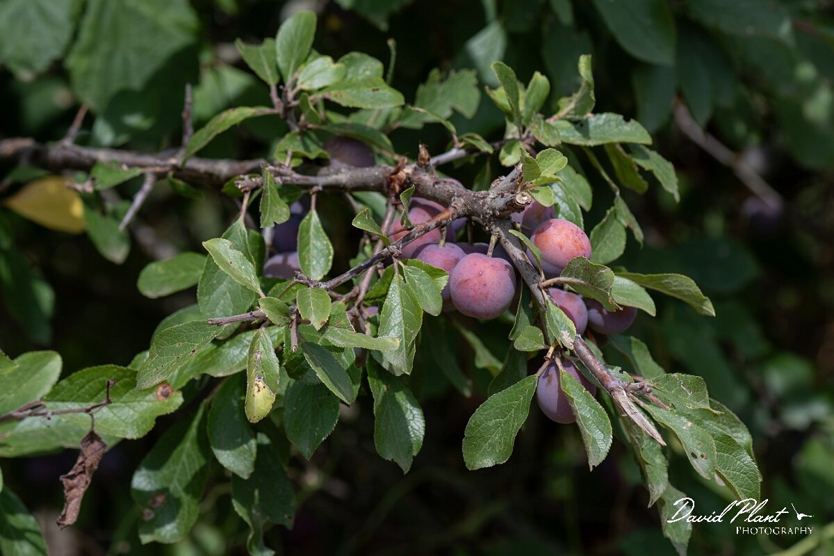 David Plant Photography - Wildlife Photography - Wild plum - A.jpg - Wild plum, Prunus domestica - Somerset
