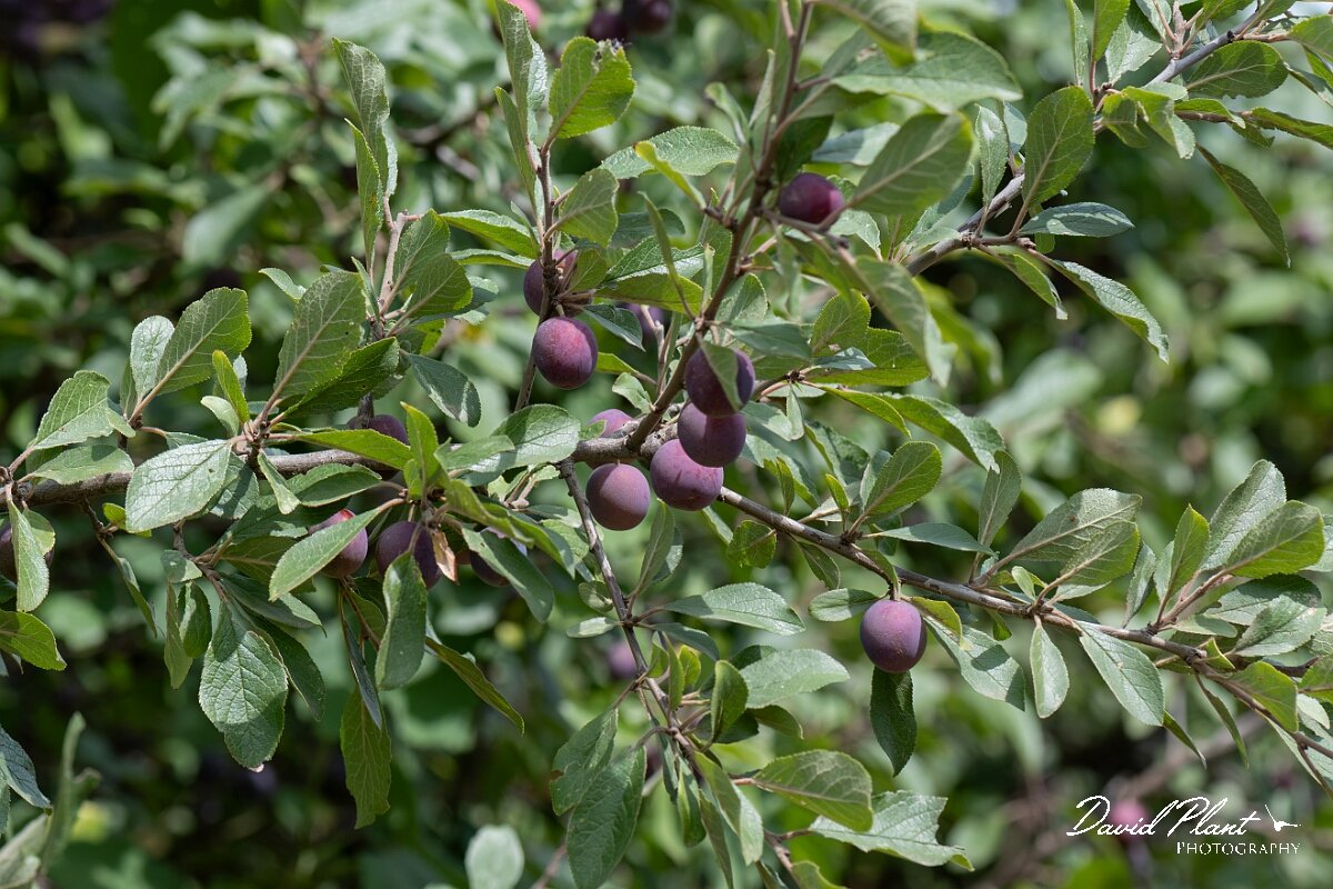 David Plant Photography - Wildlife Photography - Wild plum - B.jpg - Wild plum, Prunus domestica - Somerset