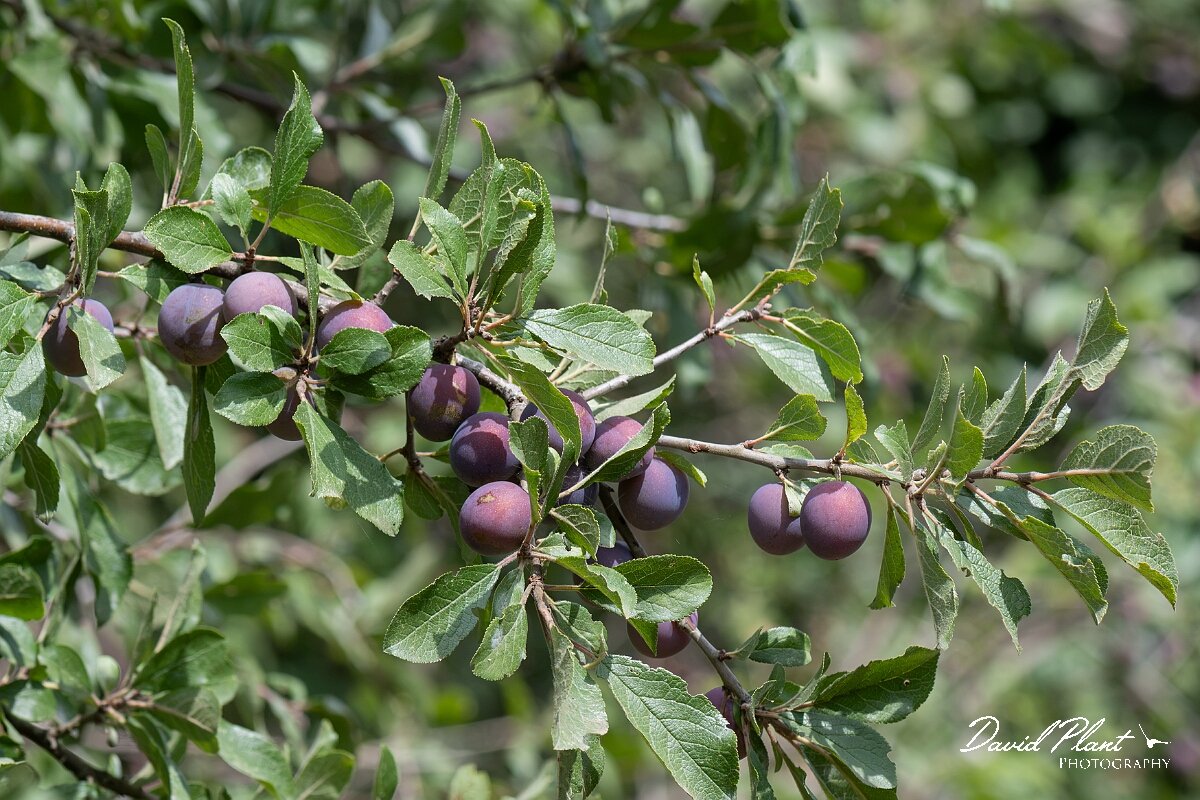 David Plant Photography - Wildlife Photography - Wild plum - C.jpg - Wild plum, Prunus domestica - Somerset