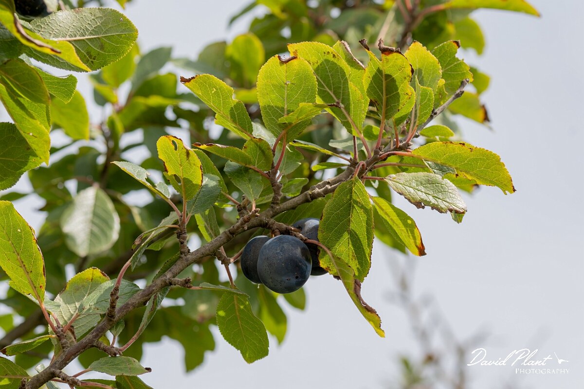 David Plant Photography - Wildlife Photography - Wild plum - D.jpg - Wild plum, Prunus domestica - Somerset