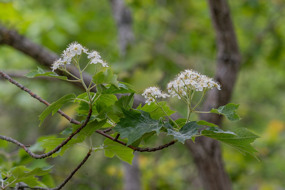 David Plant Photography - Wildlife Photography - Wild service tree, Sorbus torminalis - A.jpg - Wild service tree, Sorbus torminalis - Avon