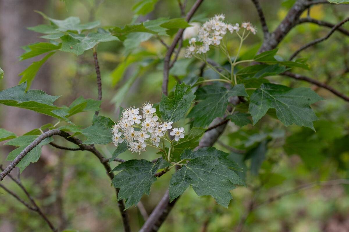 David Plant Photography - Wildlife Photography - Wild service tree, Sorbus torminalis - D.jpg - Wild service tree, Sorbus torminalis - Avon